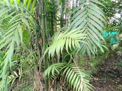 Chamaedorea seifrizii