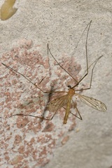 Limonia phragmitidis