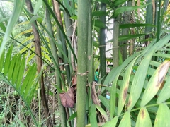 Chamaedorea seifrizii