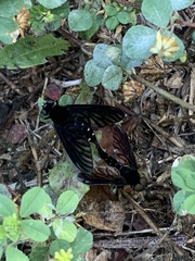 Chrysopilus connexus