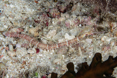 Corythoichthys schultzi