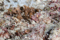 Corythoichthys schultzi