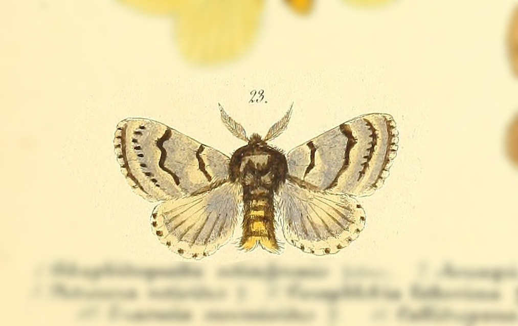 Macromphalia ancilla