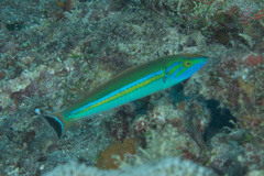 Pseudojuloides splendens