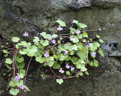 Cymbalaria muralis