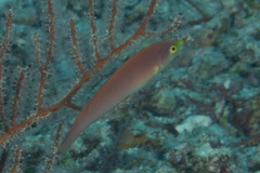 Pseudojuloides splendens