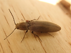 Cidnopus aeruginosus