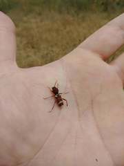 Xylotrechus insignis