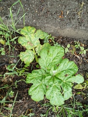 Heracleum sosnowskyi