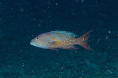 Variola albimarginata