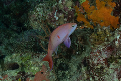 Pseudanthias cooperi