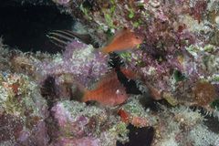 Cyprinocirrhites polyactis