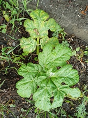 Heracleum sosnowskyi