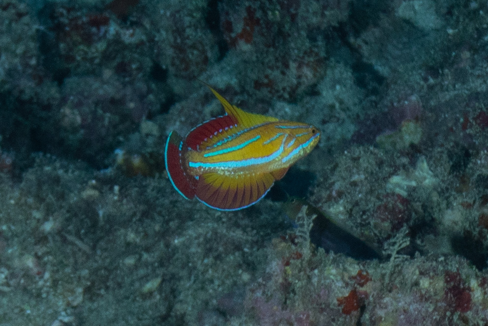 Redtail flasher (Paracheilinus rubricaudalis) — Labridae