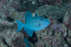 Red-Toothed Triggerfish photo 3