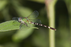 Erpetogomphus eutainia