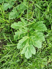 Heracleum sosnowskyi