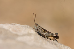 Ramburiella hispanica