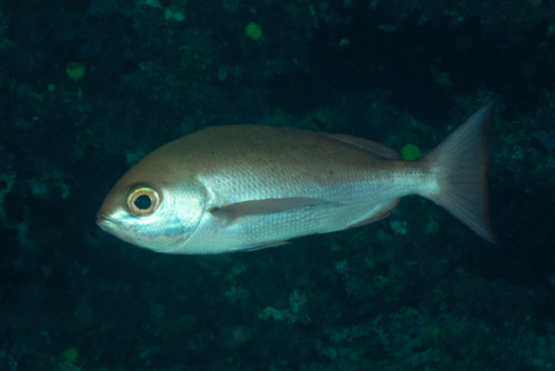 Slender pinjalo (Pinjalo lewisi) — Lutjanidae — 4