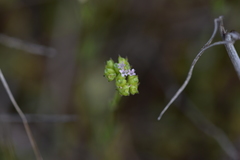 Valerianella pumila