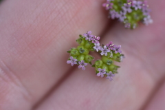 Valerianella pumila