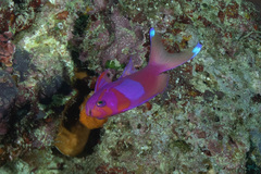 Pseudanthias pleurotaenia
