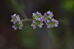 Valerianella pumila