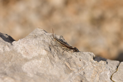 Ramburiella hispanica