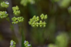 Valerianella pumila
