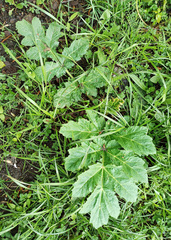 Heracleum sosnowskyi
