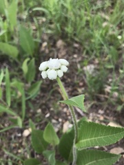 Parthenium hispidum