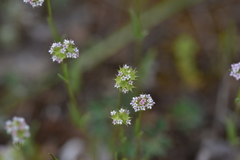 Valerianella coronata