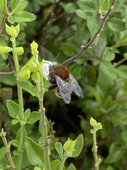 Anthophora pilifrons