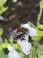 Anthophora pilifrons