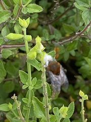 Anthophora pilifrons