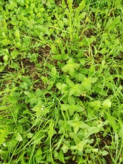 Lamium album