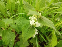 Lamium album