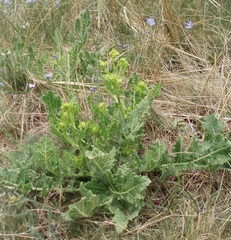 Rapistrum perenne