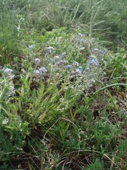 Myosotis stenophylla