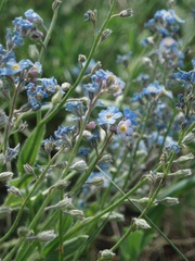 Myosotis stenophylla