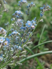 Myosotis stenophylla