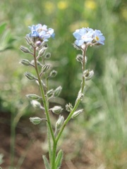 Myosotis stenophylla