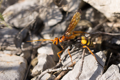 Cryptocheilus annulatus