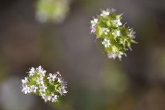 Valerianella coronata