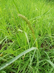 Dactylis glomerata