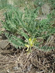 Astragalus exscapus