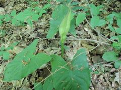 Arum orientale