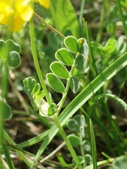 Coronilla vaginalis
