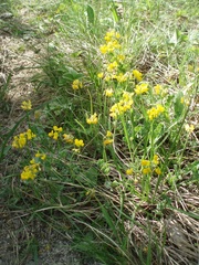 Coronilla vaginalis