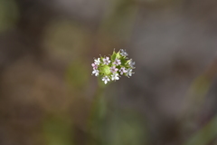 Valerianella coronata